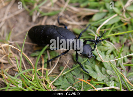 Öl-Käfer, Coleoptera, Meloe proscarabaeus, Meloidae. Männlich. Stockfoto