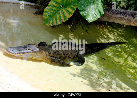 Amerikanischer Alligator lateinische Name Alligator mississippiensis Stockfoto