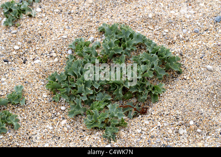 Meer Holly, Eryngium Maritimum, Apiaceae. Stockfoto