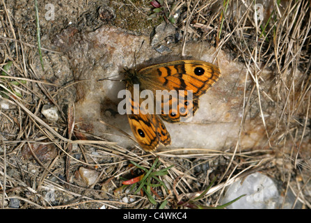 Wand braun Schmetterling, Lasiommata Megera (Pararge Megära), Satyrinae, Nymphalidae, Papilionoidea. Weiblich. Stockfoto