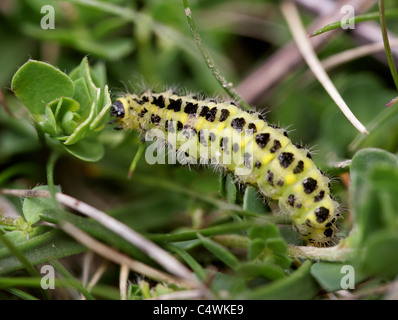 Caterpillar ein sechs-Spot Burnet Motten, Zygaena Filipendulae. Stockfoto