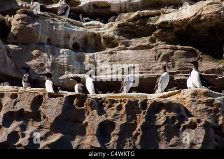 Schottland, Shetland-Inseln. Noss schottischen natürliche Naturschutzgebiet. Vogelfelsen von Noss, Verschachtelung Trottellummen. Stockfoto