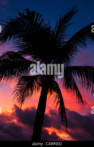 Aruba, Silhouette der Palme bei Sonnenuntergang Stockfoto