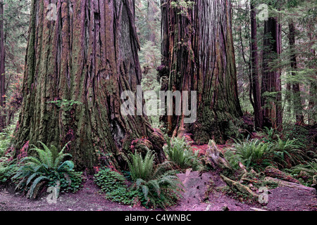 Üppige Farne wachsen unter dieser riesigen Redwood-Bäume in der kalifornischen Jedediah Smith Redwoods State und National Park. Stockfoto