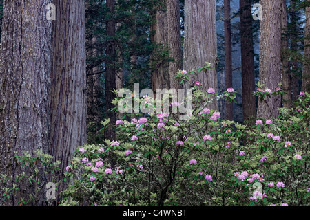 Frühling Rhododendren blühen unter den Redwood-Bäume im kalifornischen Del Norte Coast Redwoods State und National Parks. Stockfoto