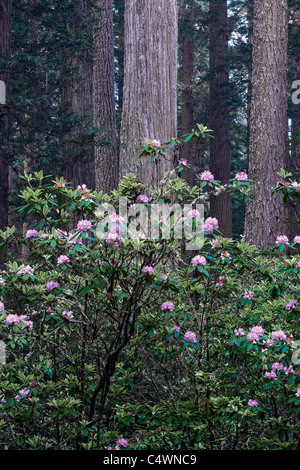 Frühling Rhododendren blühen unter den Redwood-Bäume im kalifornischen Del Norte Coast Redwoods State und National Parks. Stockfoto