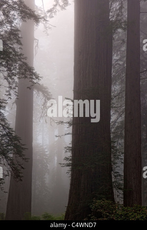 Riesigen Redwood-Bäume und Nebel in der Lady Bird Johnson Grove of California Prairie Creek Redwoods State und National Parks. Stockfoto