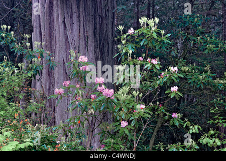 Frühling Rhododendren blühen unter den Redwood-Bäume im kalifornischen Del Norte Coast Redwoods State und National Parks. Stockfoto