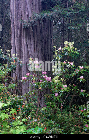 Frühling Rhododendren blühen unter den Redwood-Bäume im kalifornischen Del Norte Coast Redwoods State und National Parks. Stockfoto