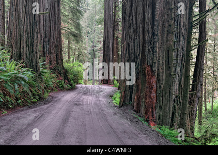 Riesige Mammutbäume wachsen entlang Howland Hill Road in kalifornischen Jedediah Smith Redwoods State und National Parks. Stockfoto