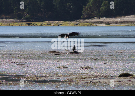 Weißkopf-Seeadler, die Landung auf einem Felsen Stockfoto