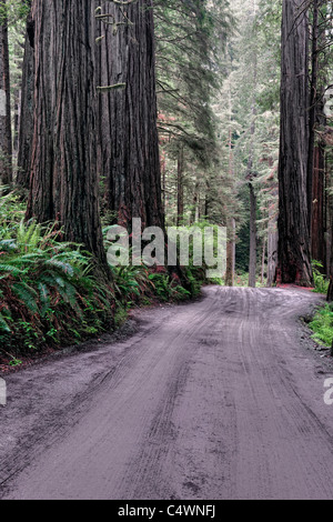 Riesige Mammutbäume wachsen entlang Howland Hill Road in kalifornischen Jedediah Smith Redwoods State und National Parks. Stockfoto