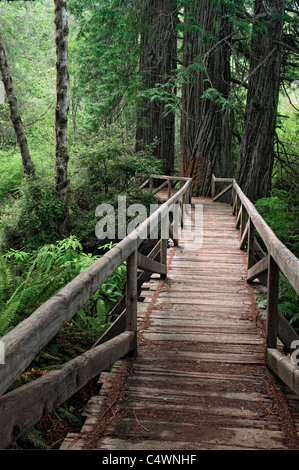 Dieser Steg führt zu einem Hain von riesigen Redwood-Bäume im kalifornischen Prairie Creek Redwoods State und National Parks. Stockfoto