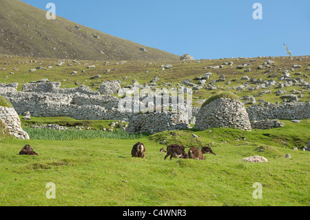 Schottland, St. Kilda Islands, äußeren Hebriden. Historische Insel Hirta. Primitive Soay Schafe. Stockfoto