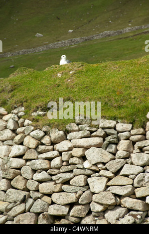 Schottland, St.-Kilda-Inseln (westlich der äußeren Hebriden). Historische Insel Hirta. Verschachtelung Fulmar. Stockfoto