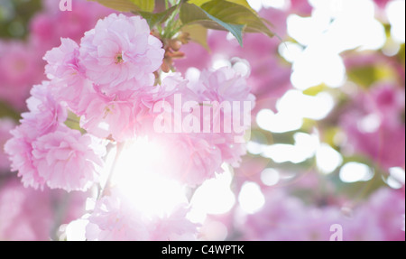 USA, New York, New York City, Kirschblüte Stockfoto