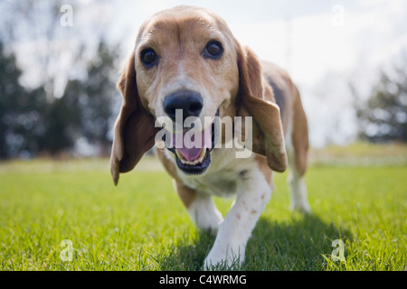 USA, Colorado, neugierigen Hund zu Fuß in Richtung Kamera Stockfoto