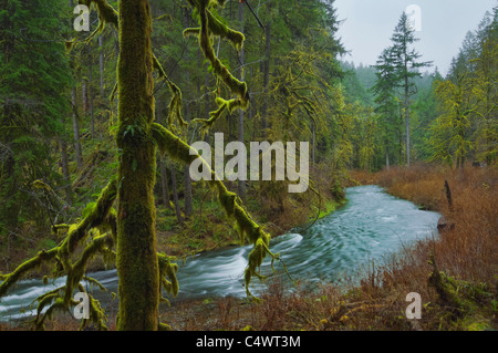 USA, Oregon, Silver Falls State Park, Silver Creek Stockfoto