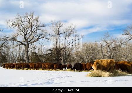 Eine kommerzielle Herde Rinder fressen Heu im Winter in Montana Stockfoto