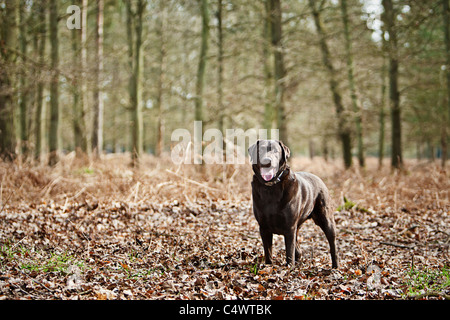 Großbritannien, England, Suffolk, Thetford Forest, Black Labrador im Wald Stockfoto