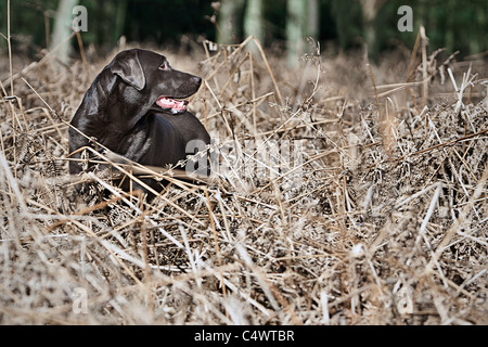 Großbritannien, England, Suffolk, Thetford Forest, Black Labrador in Dornen Stockfoto