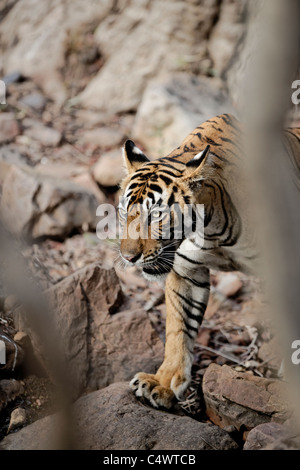 Ein Bengal Tigerin Portrait durch die Bäume während der Bewegung in den wilden Wald der Ranthambore Tiger Reserve, Rajasthan, Indien. Stockfoto