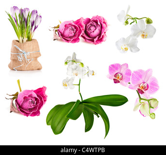 Frische und getrocknete Blumen auf weißem Hintergrund festlegen Stockfoto