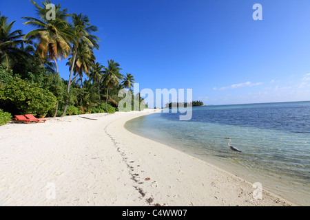 Kokospalmen und Reiher auf einem einsamen tropischen Strand mit zwei leeren liegen Stockfoto