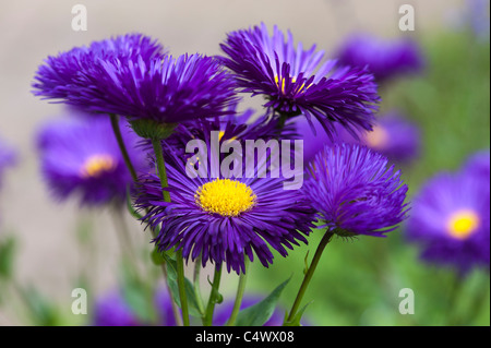 Erigeron Sommerabend Blume. Berufkraut Stockfoto