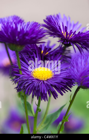 Erigeron Sommerabend Blume. Berufkraut Stockfoto