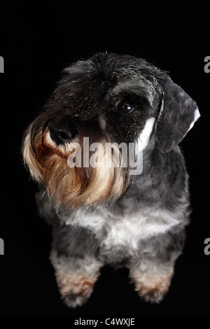 Schnauzer Porträt Nahaufnahme isoliert auf schwarz Stockfoto