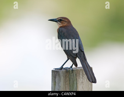 Boot-angebundene Grackle thront auf dem Haines Creek River in Lake County, Florida USA Stockfoto