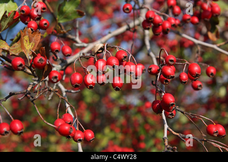 Weißdorn-Filiale in der Nähe der roten reifen Beeren Stockfoto