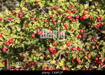 Weißdorn-Filiale in der Nähe der roten reifen Beeren Stockfoto