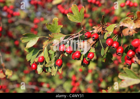 Weißdorn-Filiale in der Nähe der roten reifen Beeren Stockfoto