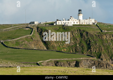 Blick auf die Klippen Weide und entfernten Leuchtturm Sumburgh Head Lighthouse Sumburgh Head RSPB Reserve Festland Shetland UK Stockfoto