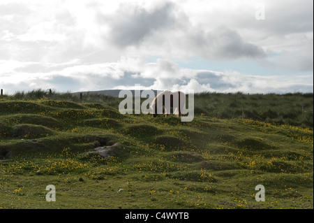 Shetland-Pony (Equus Caballus) Fütterung auf der Weide Festland in der Nähe von Sumbrough Shetland subarktischen Inseln Schottland UK Europe Stockfoto