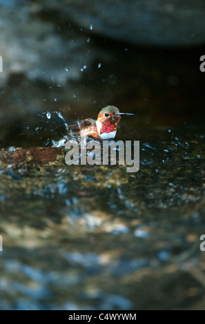 Allens Kolibri (Selasphorus Sasin) In Baden-Stream, Santa Rosa Island, Channel Islands Nationalpark, Kalifornien Stockfoto