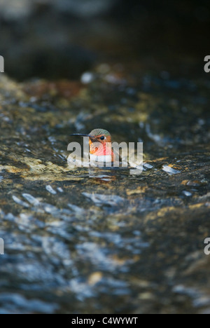 Allens Kolibri (Selasphorus Sasin) In Baden-Stream, Santa Rosa Island, Channel Islands Nationalpark, Kalifornien Stockfoto