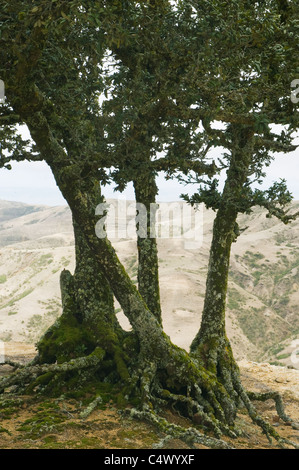 Eiche (Quercus Tomentella) endemisch auf den Kanalinseln, Santa Rosa Island Insel Stockfoto