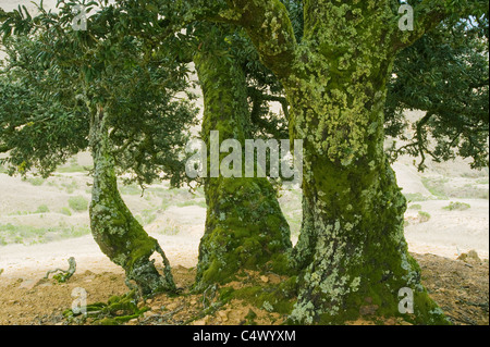 Insel-Eiche (Quercus Tomentella) endemisch auf den Kanalinseln, Santa Rosa Island, Channel Islands Nationalpark, Kalifornien Stockfoto