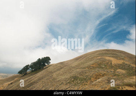 Insel-Eiche (Quercus Tomentella) endemisch auf den Kanalinseln, Santa Rosa Island, Channel Islands Nationalpark, Kalifornien Stockfoto