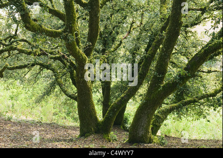 Insel-Eiche (Quercus Tomentella) endemisch auf den Kanalinseln, Santa Rosa Island, Channel Islands Nationalpark, Kalifornien Stockfoto