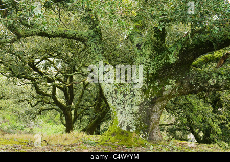 Moosbewachsenen Stämmen der Insel Eichen (Quercus Tomentella) endemisch in Kanalinseln, Santa Rosa Island, Channel Islands National Stockfoto