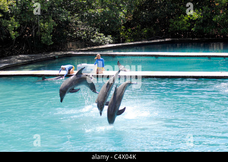 Bottlenose Delphine lateinische Name Tursiops Truncatus springen Stockfoto