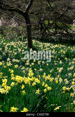 Narzissen in einem bewaldeten Garten Stockfoto
