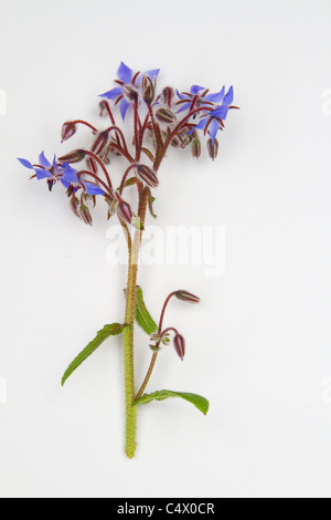 Borretsch-Blüten isoliert auf weißem Hintergrund Stockfoto