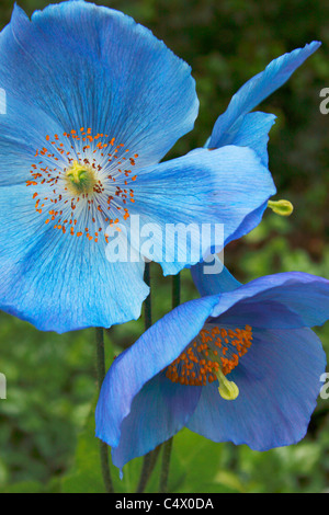 Meconopsis Dalemain Blumen. Blauer Himalaya-Mohn. Stockfoto