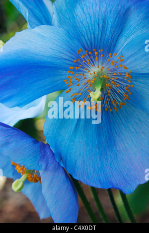 Blaue Blumen von Himalaya-Mohn oder Meconopsis Dalemain Stockfoto