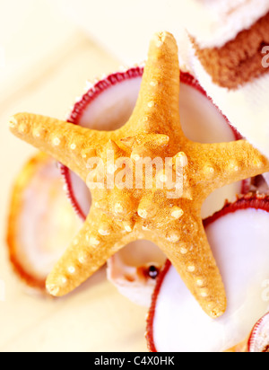 Starfish with shells on the sandy beach Stockfoto